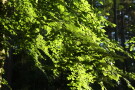 Sun-Soaked Beech Leaves, Whinfell Forest